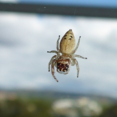 Opisthoncus sp. (genus) (Opisthoncus jumping spider) at Reid, ACT - 27 Feb 2017 by JanetRussell