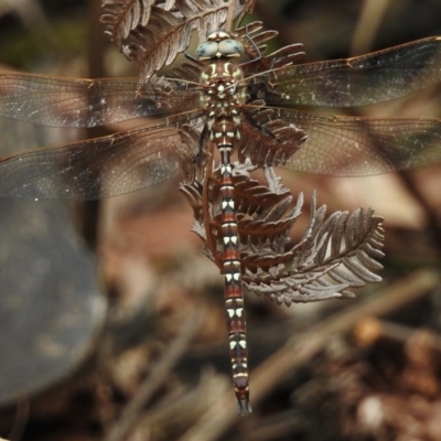 Austroaeschna unicornis (Unicorn Darner) at Paddys River, ACT - 27 Feb 2017 by JohnBundock