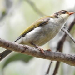 Melithreptus lunatus (White-naped Honeyeater) at Tidbinbilla Nature Reserve - 27 Feb 2017 by JohnBundock