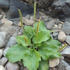 Plantago major (Greater Plantain) at Greenway, ACT - 21 Feb 2017 by michaelb