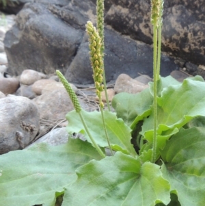 Plantago major at Greenway, ACT - 22 Feb 2017