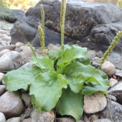 Plantago major at Greenway, ACT - 22 Feb 2017