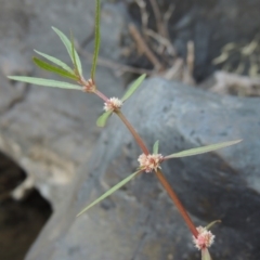 Alternanthera denticulata (Lesser Joyweed) at Greenway, ACT - 22 Feb 2017 by michaelb