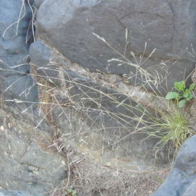Lachnagrostis filiformis (Blown Grass) at Pine Island to Point Hut - 22 Feb 2017 by michaelb