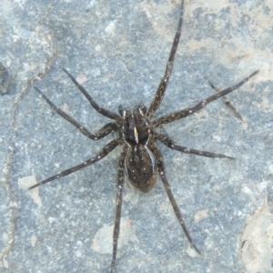 Pisauridae (family) at Greenway, ACT - 22 Feb 2017