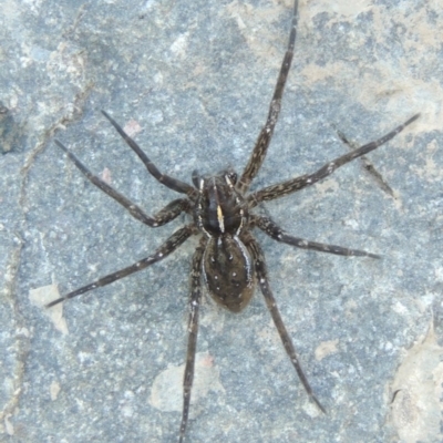 Pisauridae (family) (Water spider) at Pine Island to Point Hut - 22 Feb 2017 by michaelb