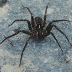 Pisauridae (family) at Greenway, ACT - 22 Feb 2017