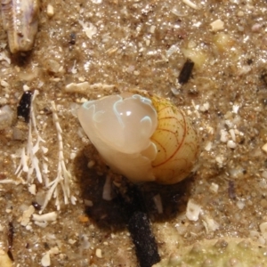 Bullina lineata at Tathra, NSW - 27 Feb 2017 12:00 AM