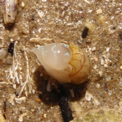 Bullina lineata (Bullina lineata) at Tathra, NSW - 27 Feb 2017 by KerryVance