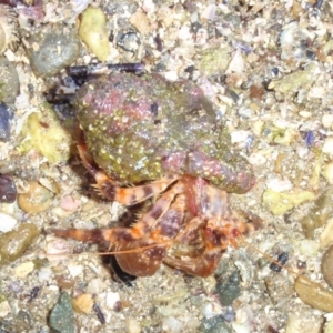 Pagurus sinuatus at Tathra, NSW - 27 Feb 2017