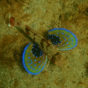 Chelidonichthys kumu at Tathra, NSW - 27 Feb 2017 12:00 AM