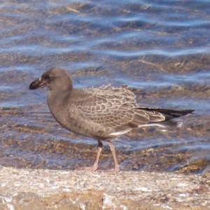 Larus pacificus at Tathra, NSW - 21 Feb 2017