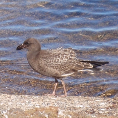 Larus pacificus (Pacific Gull) at Tathra, NSW - 21 Feb 2017 by KerryVance