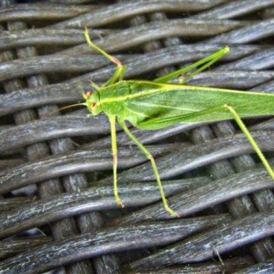 Polichne sp. (genus) (Small Grassland Katydid) at Banks, ACT - 27 Feb 2017 by UserfaKgHkxs