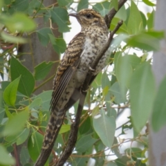 Cacomantis variolosus (Brush Cuckoo) at Goorooyarroo NR (ACT)  - 27 Feb 2017 by CedricBear