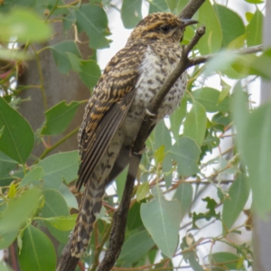 Cacomantis variolosus at Goorooyarroo NR (ACT) - 27 Feb 2017