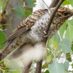 Cacomantis variolosus at Goorooyarroo NR (ACT) - 27 Feb 2017 12:18 PM