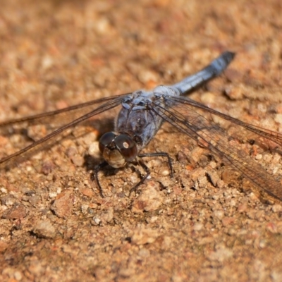 Orthetrum caledonicum (Blue Skimmer) at Tuggeranong DC, ACT - 27 Feb 2017 by Jek