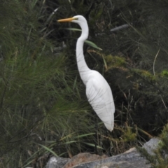 Ardea alba (Great Egret) at Gordon, ACT - 26 Feb 2017 by JohnBundock