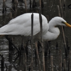 Ardea alba (Great Egret) at Bonython, ACT - 27 Feb 2017 by JohnBundock