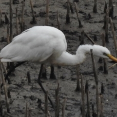 Ardea alba at Bonython, ACT - 27 Feb 2017 08:52 AM