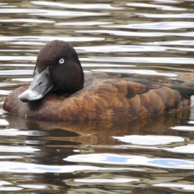 Aythya australis (Hardhead) at Bonython, ACT - 28 Feb 2017 by JohnBundock