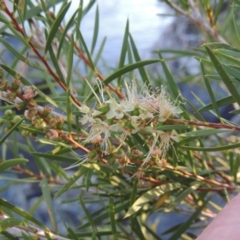 Callistemon sieberi (River Bottlebrush) at Greenway, ACT - 22 Feb 2017 by MichaelBedingfield