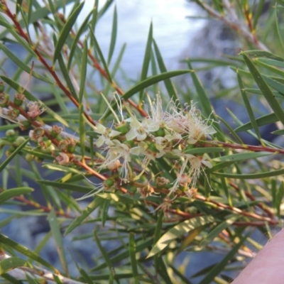 Callistemon sieberi (River Bottlebrush) at Greenway, ACT - 22 Feb 2017 by michaelb