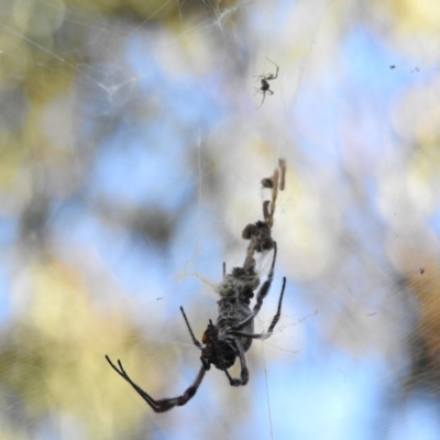 Trichonephila edulis (Golden orb weaver) at Mount Majura - 26 Feb 2017 by Qwerty