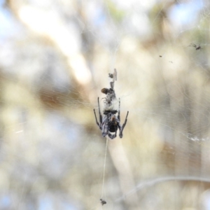 Trichonephila edulis at Canberra Central, ACT - 27 Feb 2017