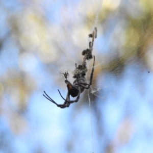 Trichonephila edulis at Canberra Central, ACT - 27 Feb 2017