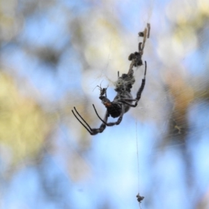 Trichonephila edulis at Canberra Central, ACT - 27 Feb 2017