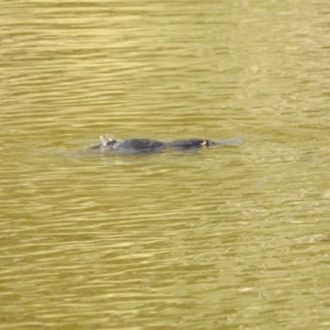 Ornithorhynchus anatinus at Paddys River, ACT - 20 Feb 2017