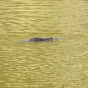 Ornithorhynchus anatinus at Paddys River, ACT - 20 Feb 2017