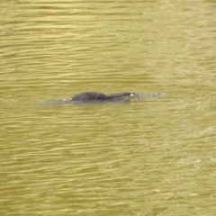 Ornithorhynchus anatinus at Paddys River, ACT - 20 Feb 2017