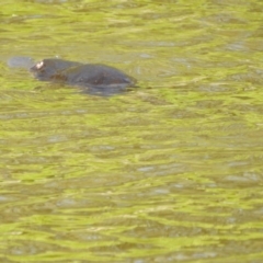 Ornithorhynchus anatinus at Paddys River, ACT - 20 Feb 2017