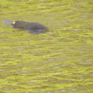 Ornithorhynchus anatinus at Paddys River, ACT - 20 Feb 2017