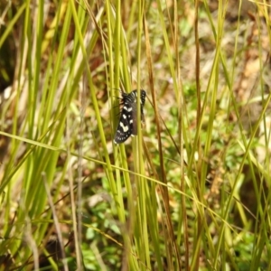 Phalaenoides tristifica at Paddys River, ACT - 20 Feb 2017