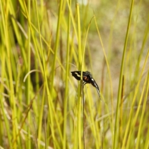 Phalaenoides tristifica at Paddys River, ACT - 20 Feb 2017