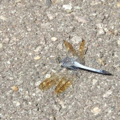 Orthetrum caledonicum (Blue Skimmer) at Paddys River, ACT - 19 Feb 2017 by Qwerty