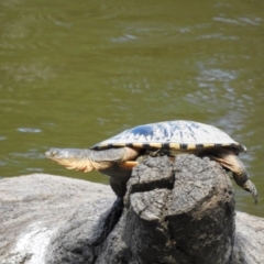 Chelodina longicollis (Eastern Long-necked Turtle) at Paddys River, ACT - 20 Feb 2017 by Qwerty