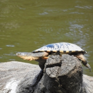 Chelodina longicollis at Paddys River, ACT - 20 Feb 2017 12:00 AM