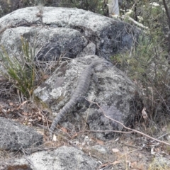 Varanus rosenbergi (Heath or Rosenberg's Monitor) at Namadgi National Park - 27 Jan 2017 by jmcleod