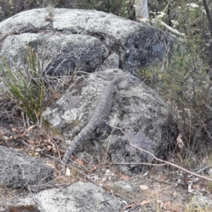 Varanus rosenbergi at Rendezvous Creek, ACT - 27 Jan 2017