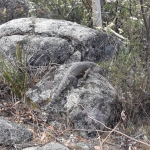 Varanus rosenbergi at Rendezvous Creek, ACT - 27 Jan 2017