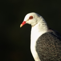 Columba leucomela (White-headed Pigeon) at Merimbula, NSW - 28 Feb 2017 by Leo