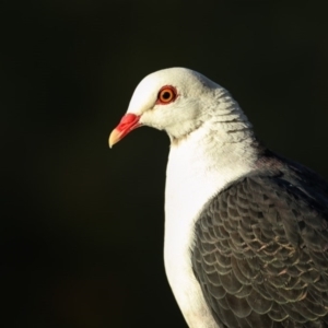 Columba leucomela at Merimbula, NSW - 28 Feb 2017