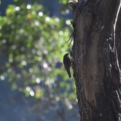 Cormobates leucophaea (White-throated Treecreeper) at Booth, ACT - 26 Jan 2017 by jmcleod