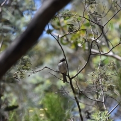 Melithreptus lunatus (White-naped Honeyeater) at Booth, ACT - 26 Jan 2017 by jmcleod