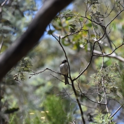 Melithreptus lunatus (White-naped Honeyeater) at Namadgi National Park - 26 Jan 2017 by jmcleod